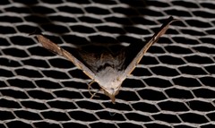 Esthlodora versicolor