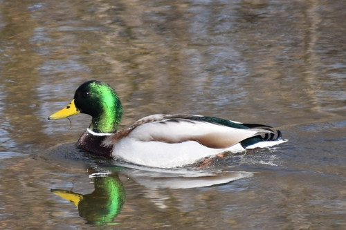 Duck