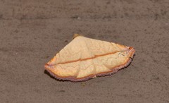 Eublemma perversicolor