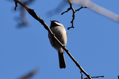 Black-capped Chickadee