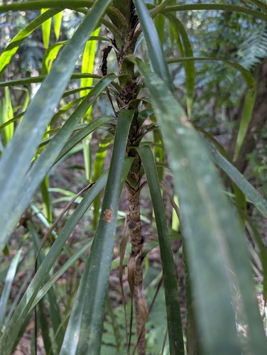 Linospadix monostachyus, photograph 5