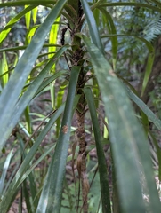 Linospadix monostachyus, photograph Corin, CC BY, iNaturalist via GBIF