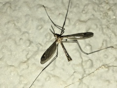 Hesperotipula