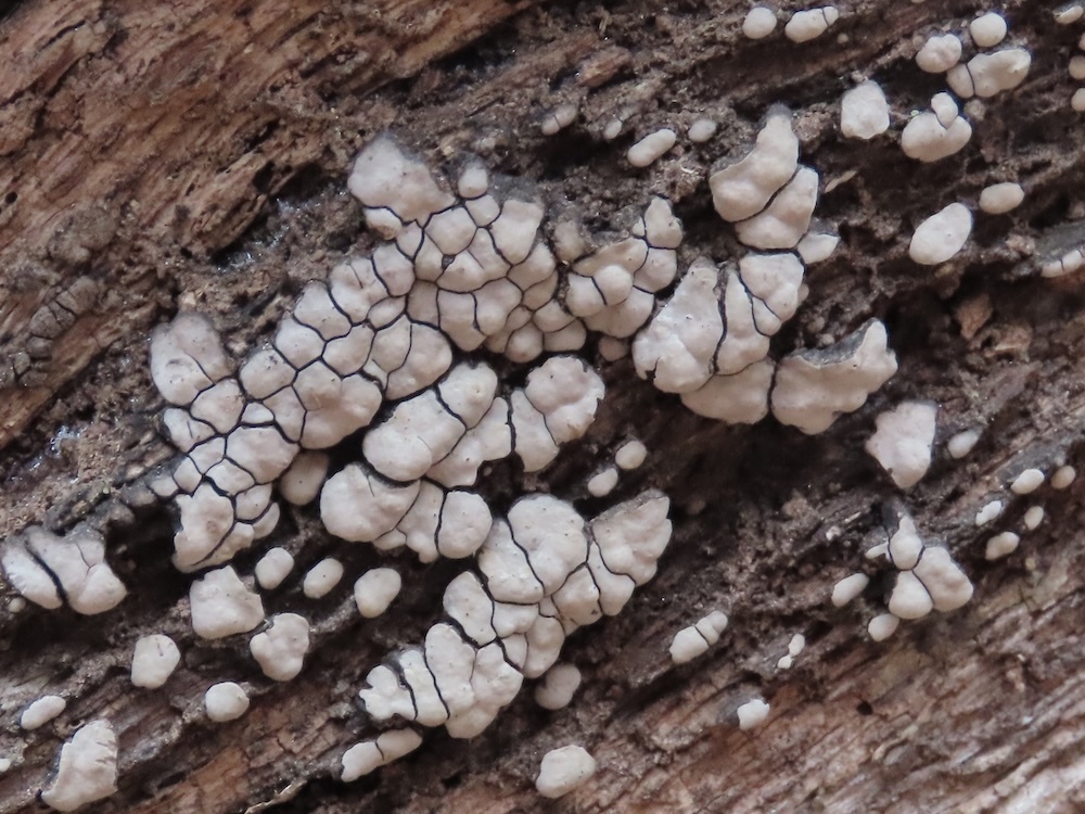 Xylobolus frustulatus · February 2026 · photo: © theorickert (iNaturalist, cc-by)
