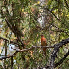 Piranga rubra