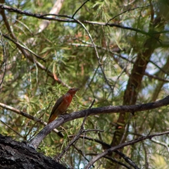 Piranga rubra