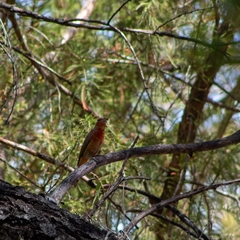 Piranga rubra