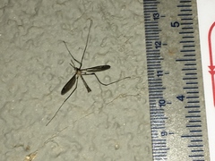 Hesperotipula