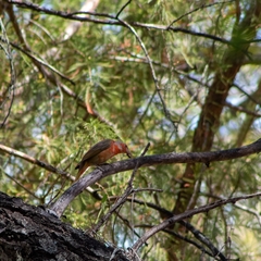 Piranga rubra