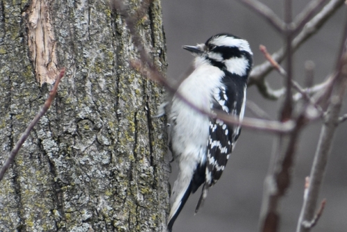 Downy Woodpecker