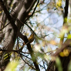 Piranga rubra