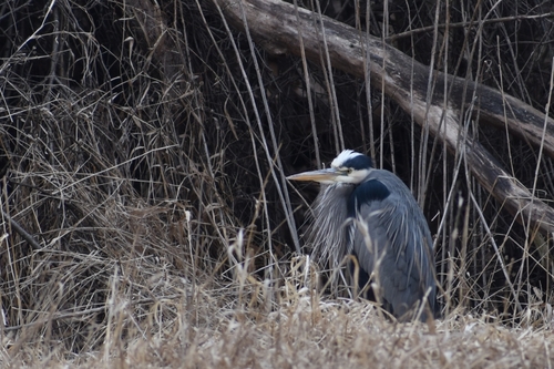 Great Blue Heron