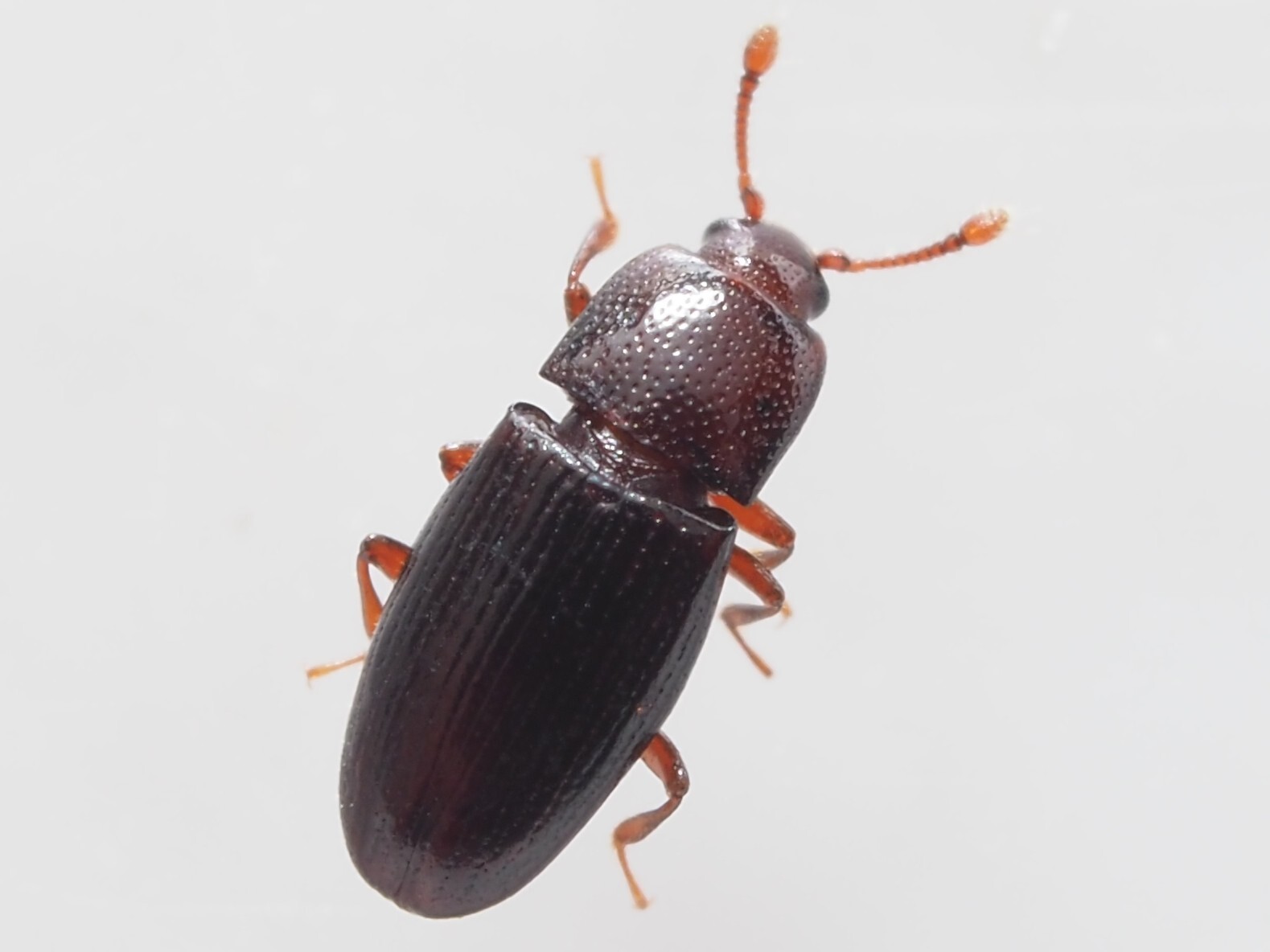 Cerylon histeroides