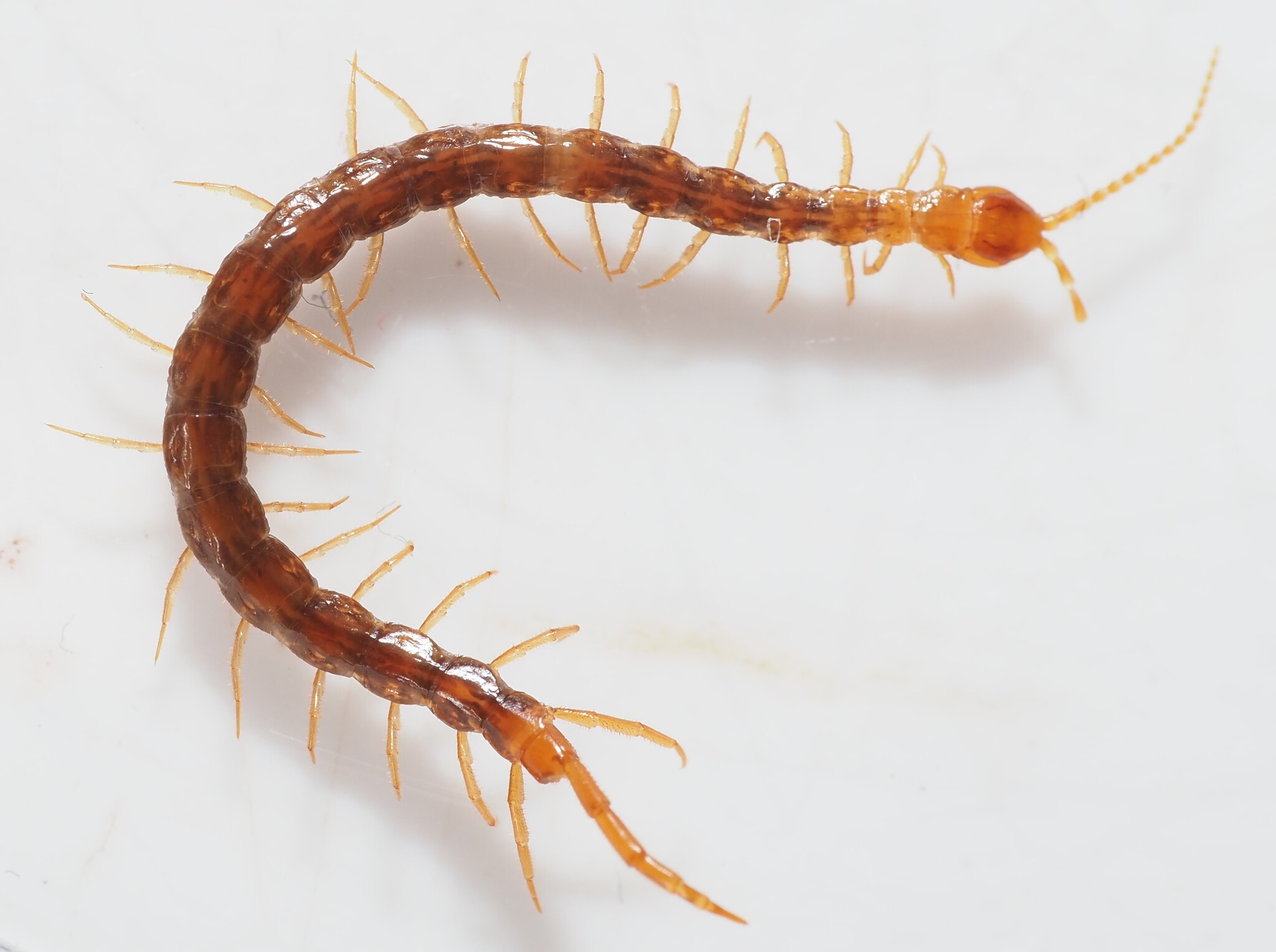 Cryptops hortensis Donovan, 1810