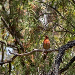 Piranga rubra