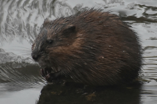 Muskrat