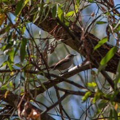 Thryomanes bewickii
