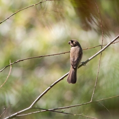 Sporophila torqueola