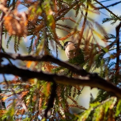 Sporophila torqueola