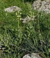 Fritillaria persica