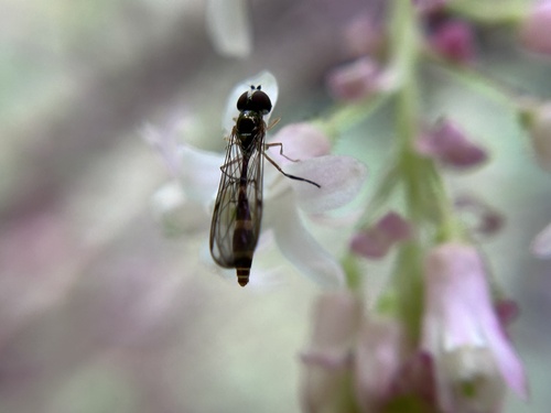 Unknown species found near Cal Poly Humboldt, Arcata, CA, US