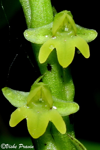 Peristylus