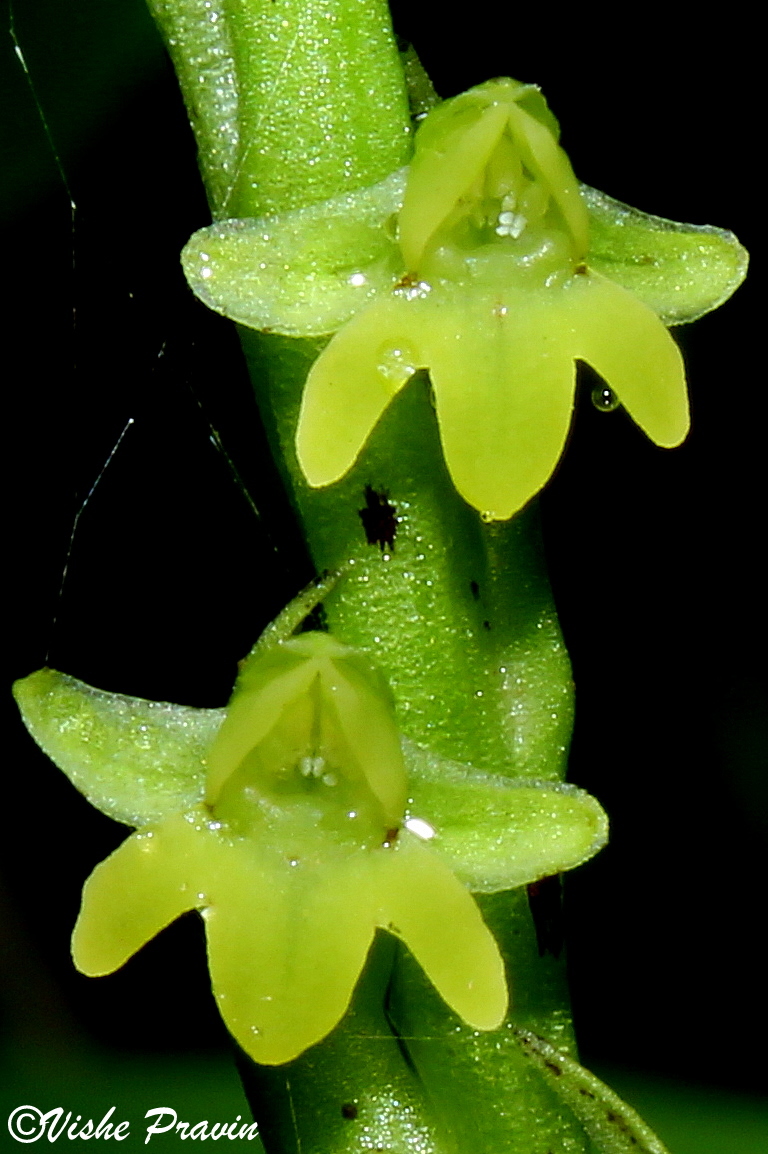 Peristylus