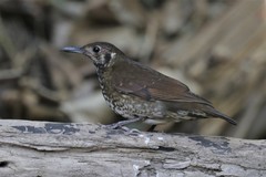 Zoothera marginata