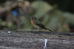 Cyornis whitei