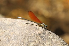 Mnais andersoni
