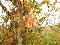 Epidendrum propinquum