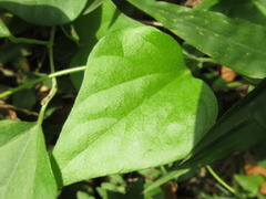 Cocculus orbiculatus