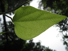Cocculus orbiculatus