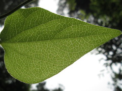 Cocculus orbiculatus