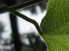 Cocculus orbiculatus