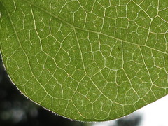 Cocculus orbiculatus