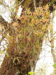Epidendrum propinquum
