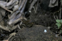 Pnoepyga pusilla