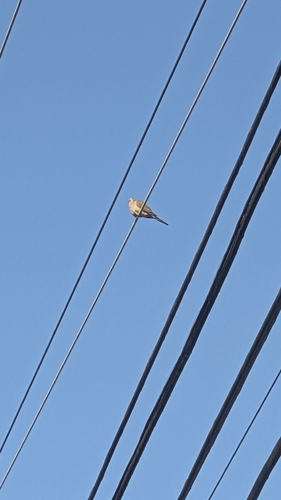 Mourning Dove