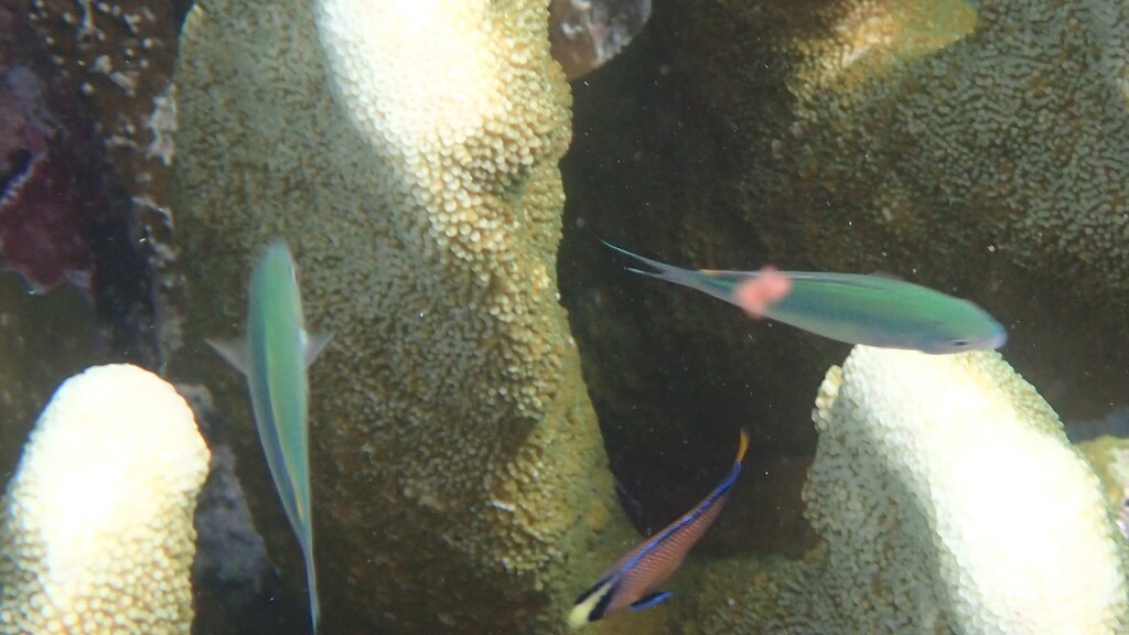 Splendid Dottyback (Manonichthys splendens)