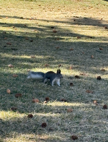 Abert's Squirrel observed by rosearah