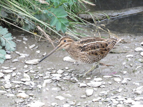 Magellanic Snipe (Gallinago magellanica), photo 5