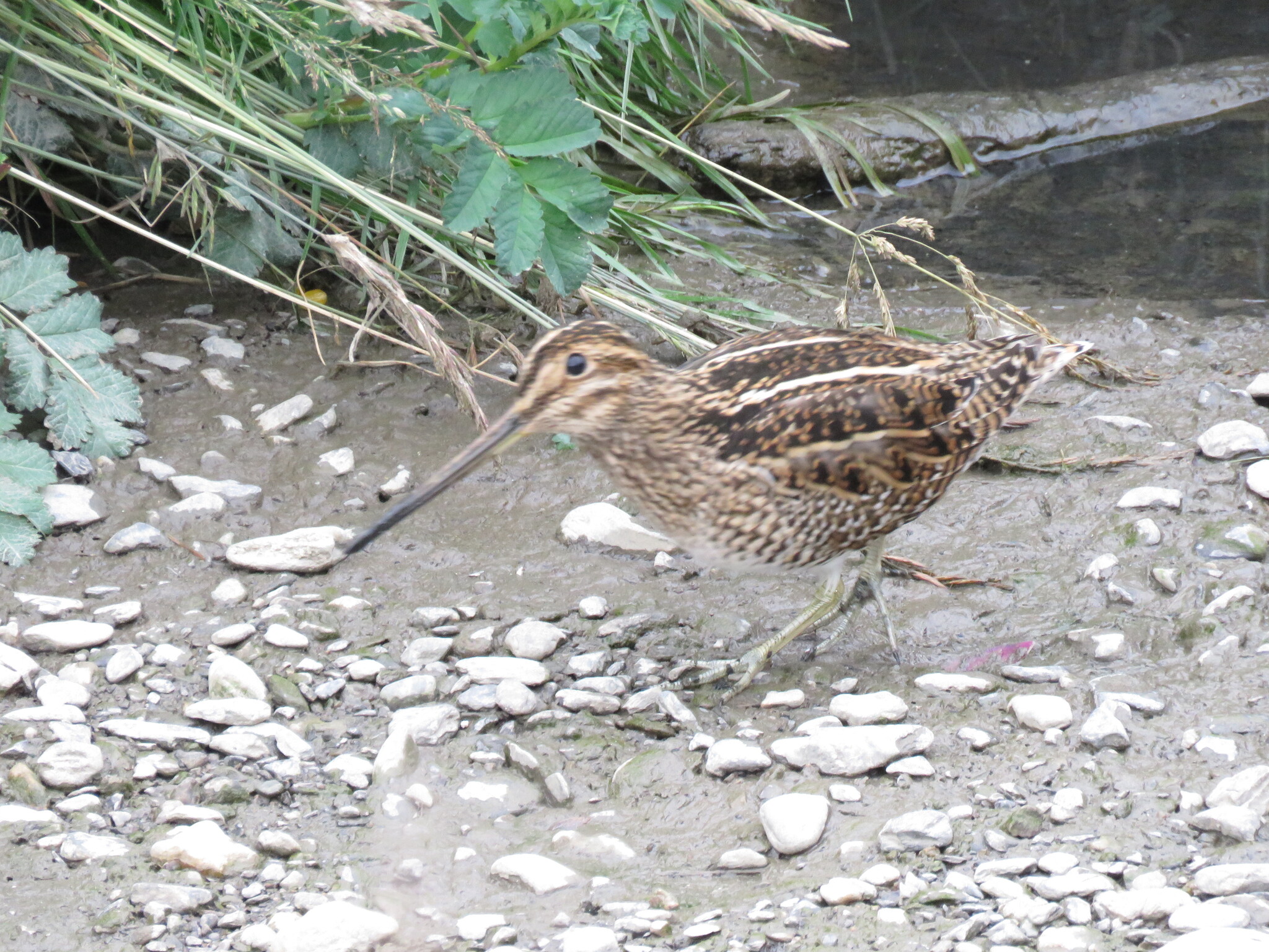 Magellanic Snipe (Gallinago magellanica), photo 8