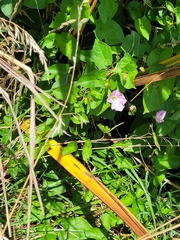 Convolvulus sepium, photograph Doug Miller, CC BY, iNaturalist via GBIF