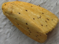 Stigmatophora flava leacrita