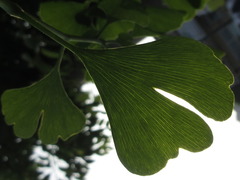 Ginkgo biloba