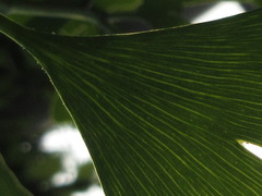 Ginkgo biloba