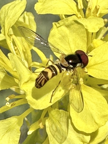 Unknown species found near Mission Trails Regional Park, San Diego, CA, US