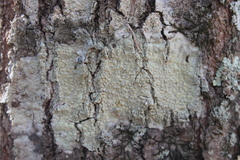 Pertusaria texana