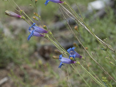 Penstemon neotericus